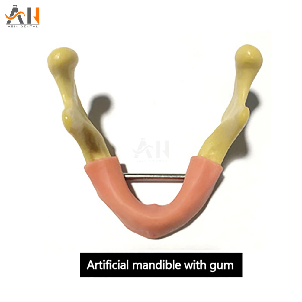 1 Piece Dental Implant Practice Teeth Model with Imitation Bone (Drilling) Silicone Soft Gum (Cutting/Stitching) Lower Jaw