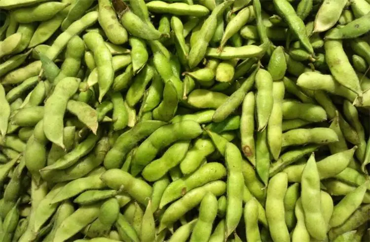 중국 공급 녹색 콩 따기 기계 상업 완두콩 피커 기계