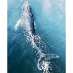 60x75cm Paint By Numbers Kits DIY Animals Oil Painting By Numbers On Canvas Whale Frameless Digital Handpaint Home Decor