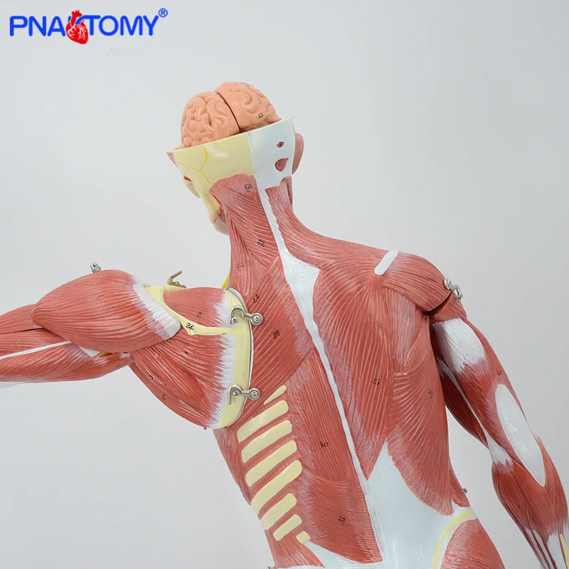 Figura muscular anatomia modelo 27 peças 78cm altura músculos humanos e ligamentos vasos sanguíneos e nervos anatômicos ferramenta de ensino