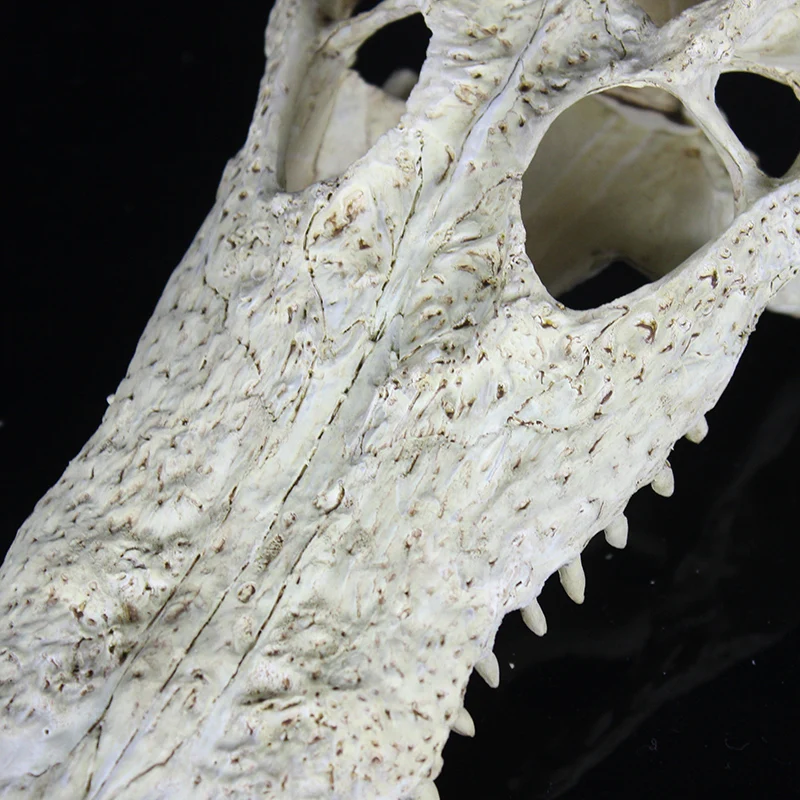 Crocodile dinosaur bone dodge house resin reptile habitat aquatic landscape simulation skull aquarium decoration