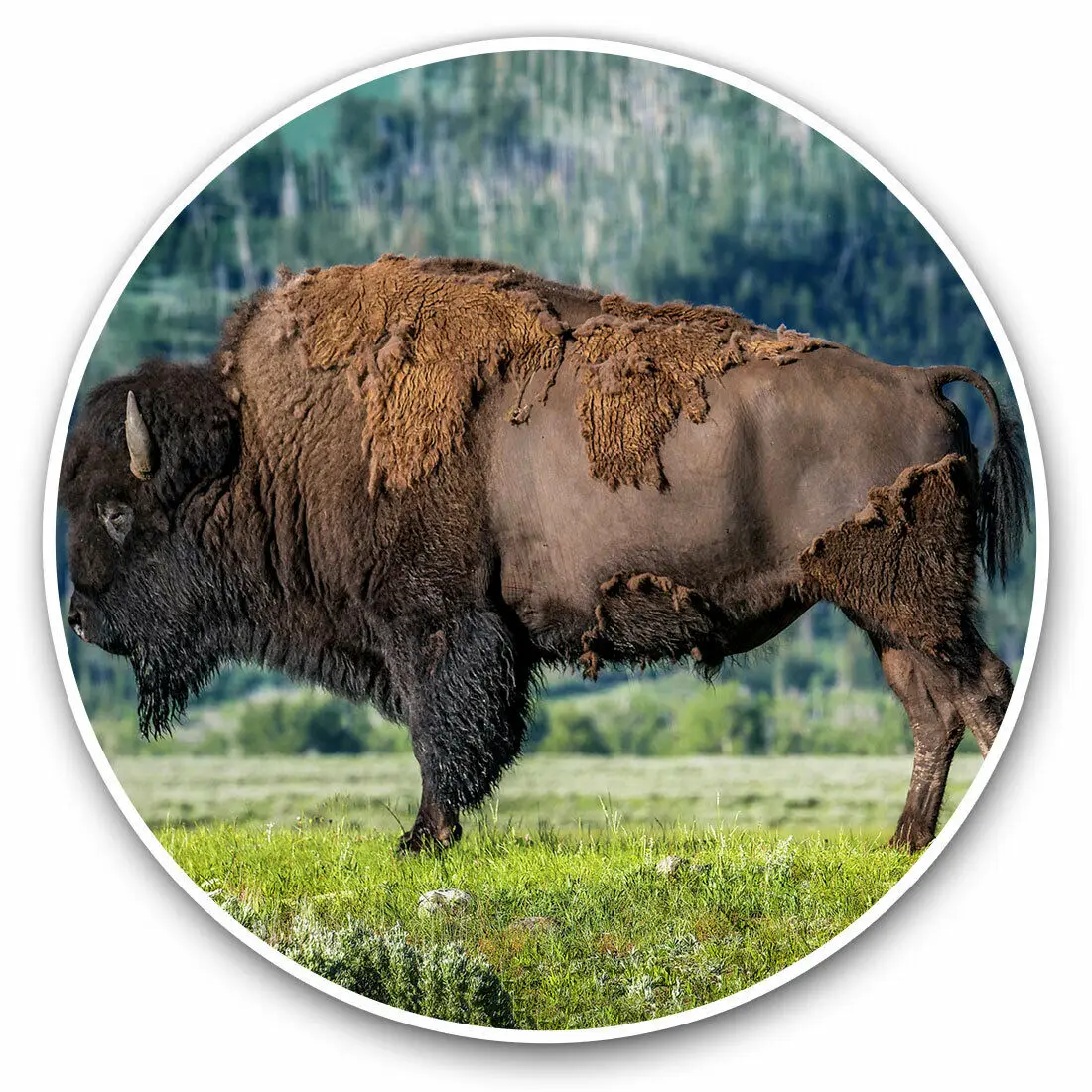 

S61717 # American Bison Yellowstone USA Self-adhesive Decal Car Sticker Waterproof Auto Decors on Bumper Rear Window Laptop