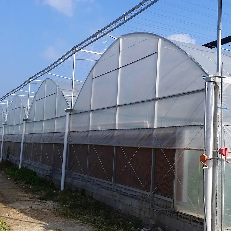 8m*40m Multi-span Plastic Film Greenhouse