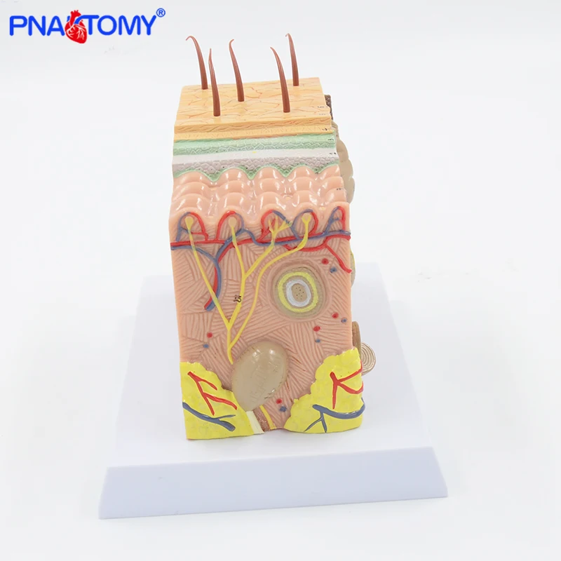 35 Times Enlarged Human Skin Structure Model Plastic Hair Layer Structure Anatomical Model Medical Teaching Tool with Manual