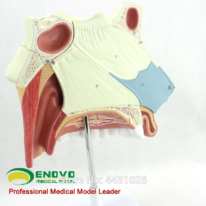 ENOVO Human Medical Nasal Anatomy Model Ear Nose And Throat Respiratory Surgery Endoscopic Rhinoplasty Mode