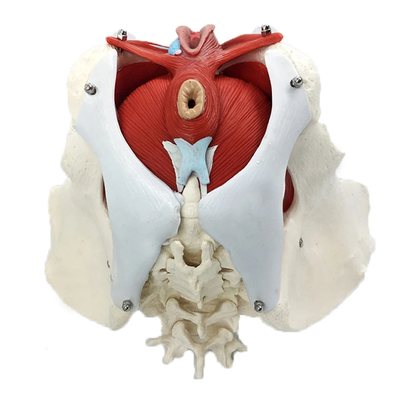 

Female Pelvis Floor Model Uterus Ovary Muscle Teaching Resources Educational Supplies Removable Medical Student Anatomy