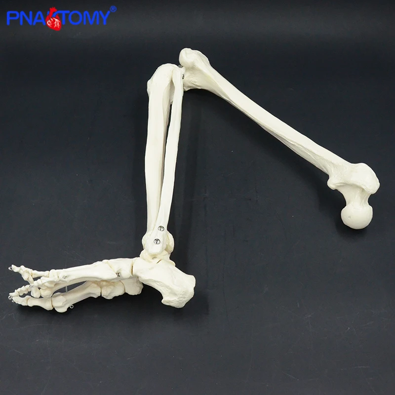 Adult Size Lower Limb Model Skeleton Anatomy Leg Bone with Hip Femur Foot Medical Teaching Tool Femur Tibia Pelvis Anatomical