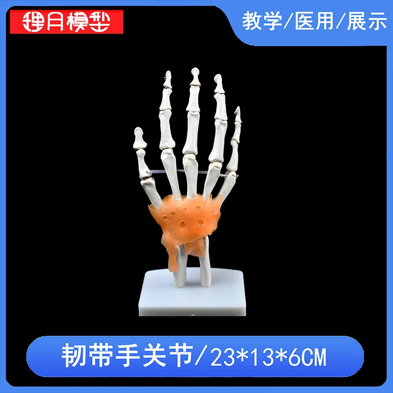 Hand Foot Knee Shoulder Joint Model Ligament Human Anatomy Skeleton Teaching Practice Medical Function Display  Orthopedics