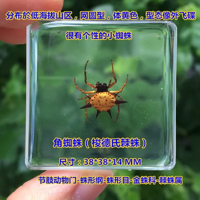 Teaching true small animals spider  resin true insect bird-catching Spider Garden Spider