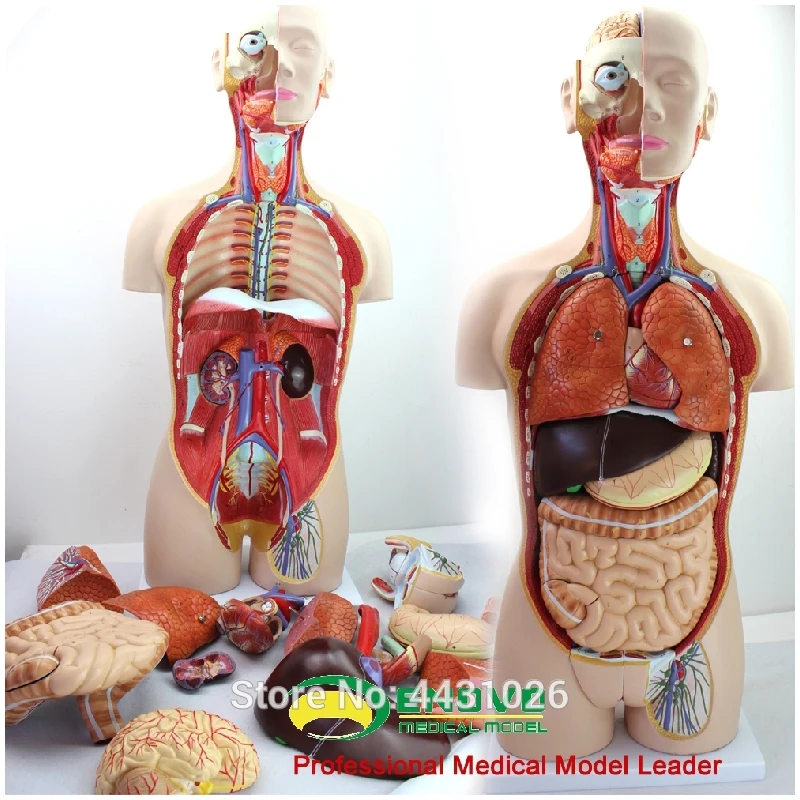 

ENOVO Anatomical model of anatomical model of anatomy of human organ system in 85CM