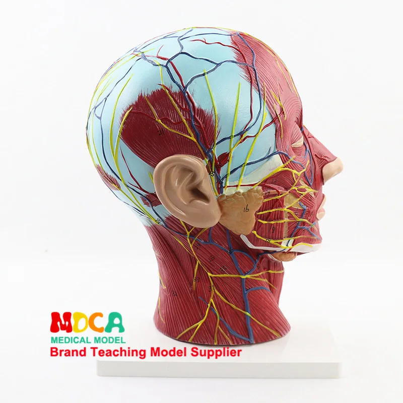 Human's Skull Anatomy Medical Head and Face Anatomy Model Cerebrovascular Nerve Model ENT Surgery Model Medical Teaching Supply