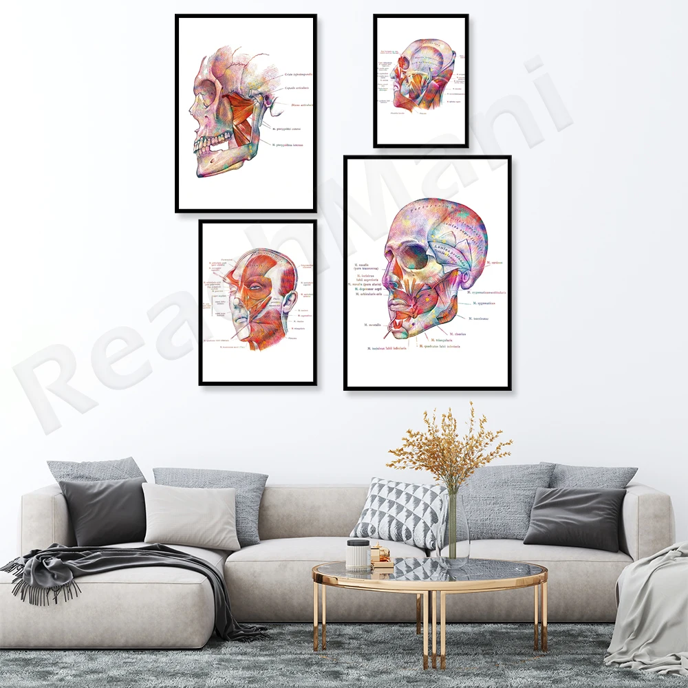ملصق تشريح عضلات الوجه، هدية التجميل الفنية للبوتوكس، هدية معالج التدليك، طباعة التشريح الجراحي ديكور المدرسة الطبية