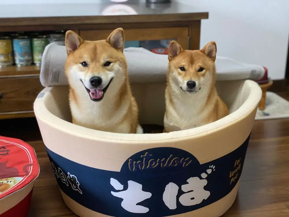 Carino di Noodle Istantanei Pet Casa Canile Super Grande Caldo Del Gatto Del Cane Nido Letti Cuscino Udon Noodle Tazza Pet Letto Estraibile facile