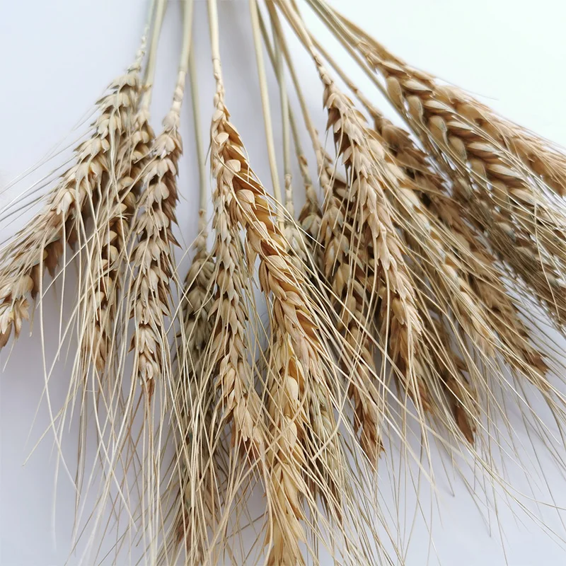 20PCS Bunny Tail Grass Dried Natural Flowers Wheat Ear Dry Flower Wedding Marriage Decoration Home Living Room Decor Accessories