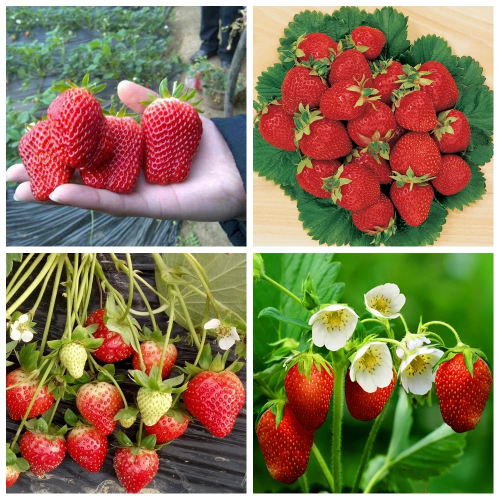 Special Strawberry Fertilizer Supplemental Plant Nutrition Hydroponics Expanded Fruit Rapid Rooting For Home Garden Bonsai