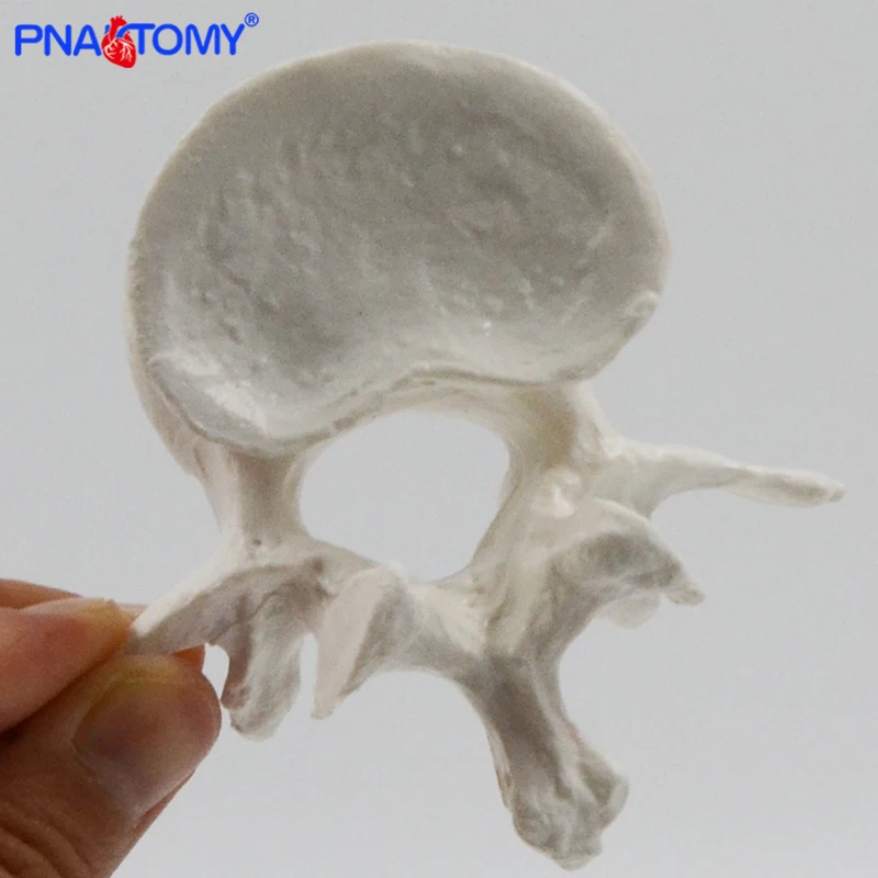 Life Size Human Cervical Vertebrae and Lumbar Vertebra Model Spine Neck Vertebra Lumbalis Skeleton Anatomy Anatomical Model