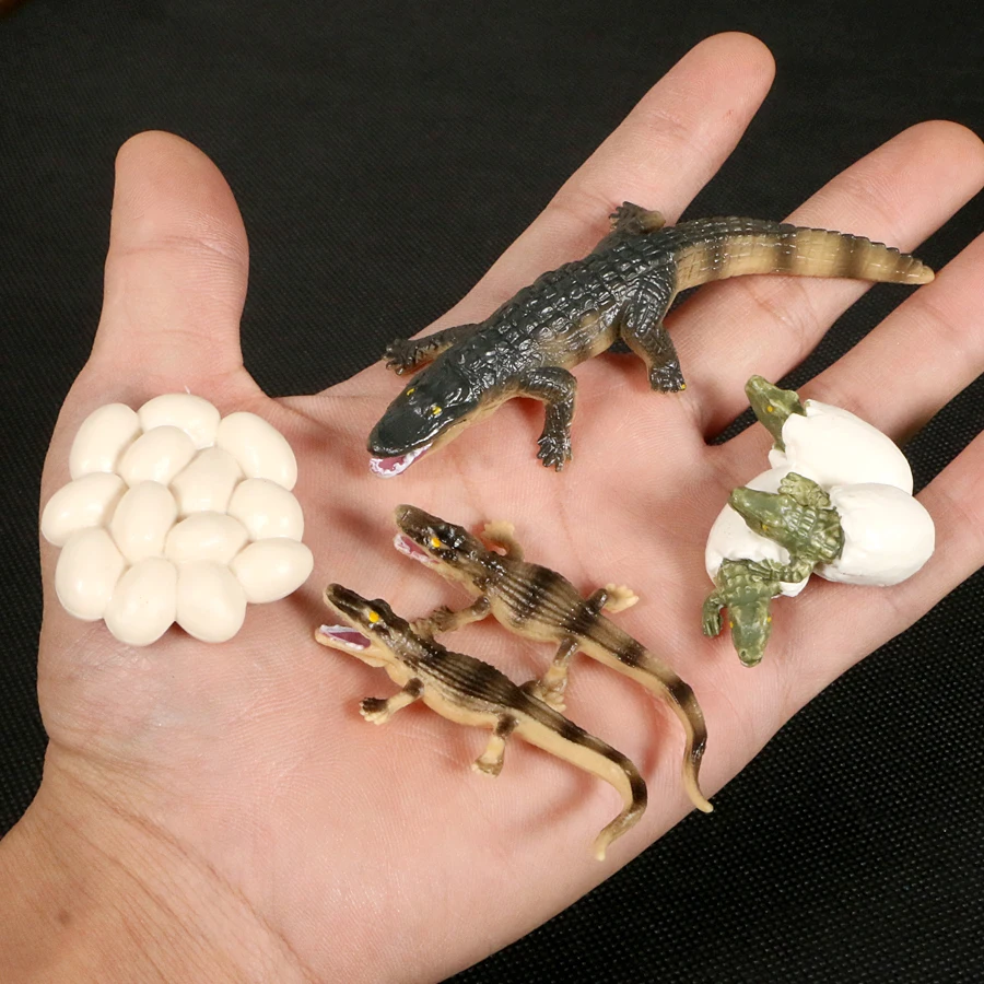 Simulation Crocodile Growth Cycle Life Evolution Figurines Model Action Figure Collection Miniature Educational Toy For Kids