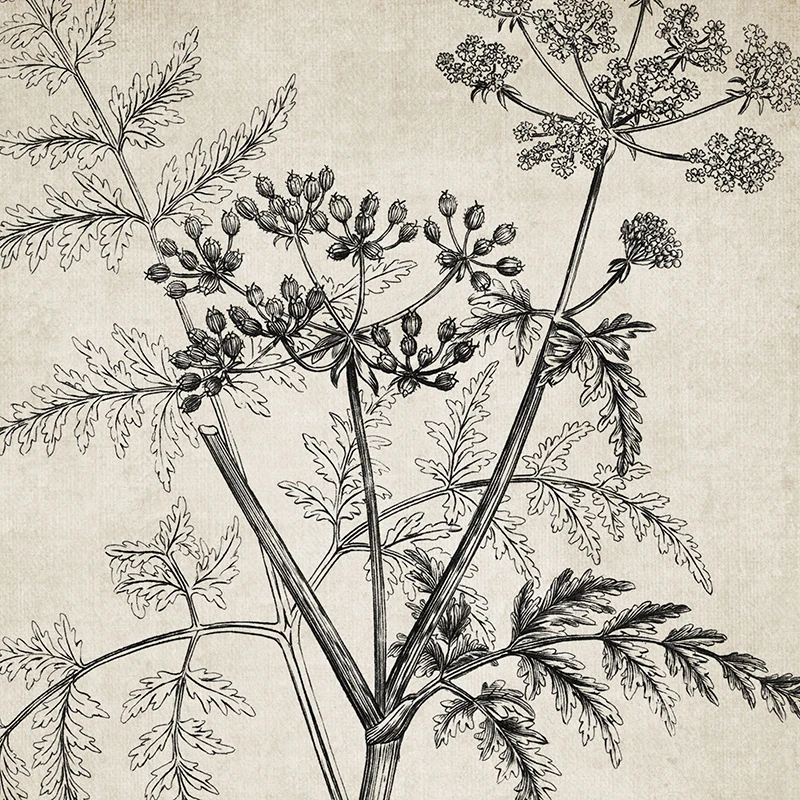 Antique Botanical Vintage Posters and Prints Wall Pictures Plants Retro Wall Art Canvas Painting Home Room Wall Decoration