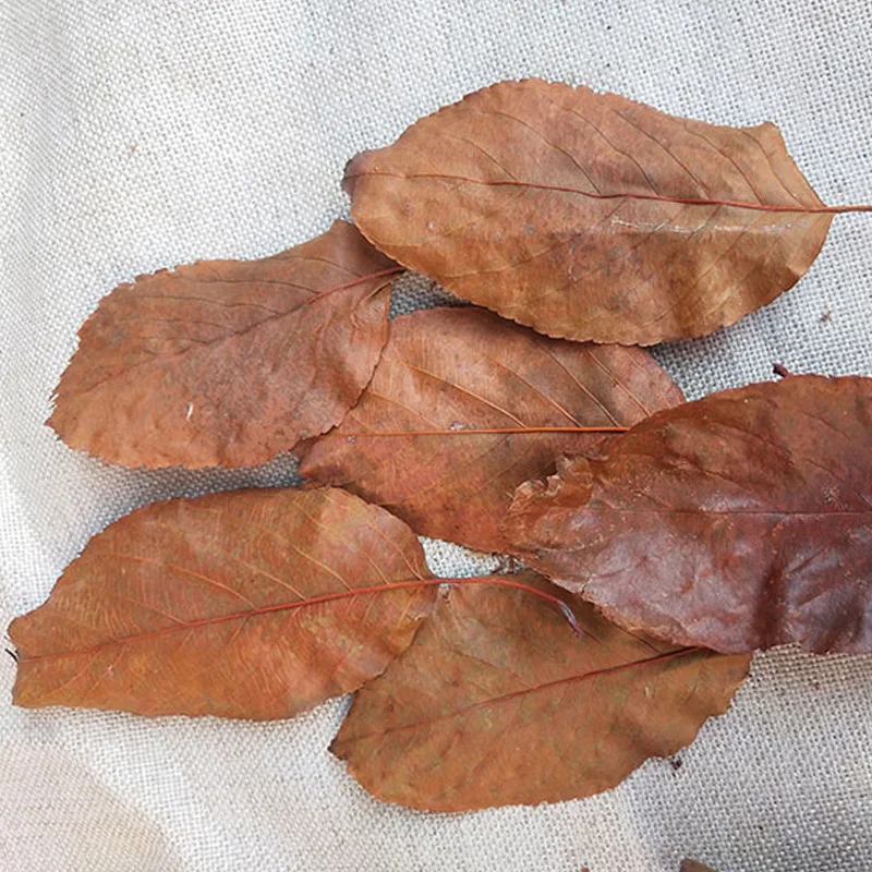 10pcs Natural Dried Hawthorn Leaf Dry Tree Leaves Home Décor Card Making Decorations accessories