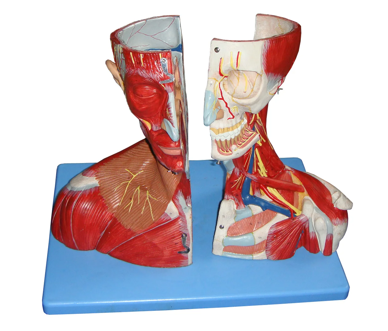 Deluxe Head and Neck with Vessels, Nerves and Brain. Anatomical Model of Head and Brain