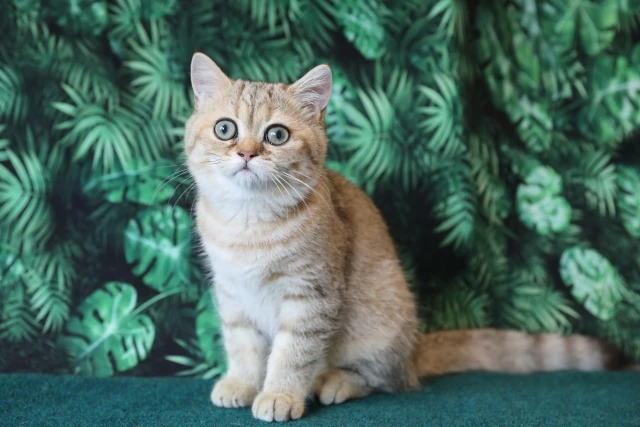 Laeacco الاستوائية النخيل شجرة يترك الطفل عيد ميلاد حزب صورة صورة المتصل الصورة الخلفيات التصوير خلفية ل استوديو الصور