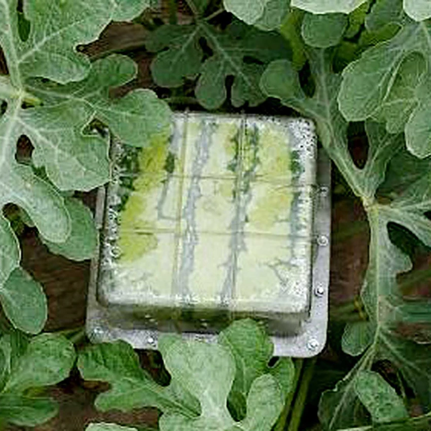 15*15*15cm Clear Plastic Square Shaped Watermelon Growth Mold For Garden Planting Nursery Pots Fruit Square Molding Fixed Mould