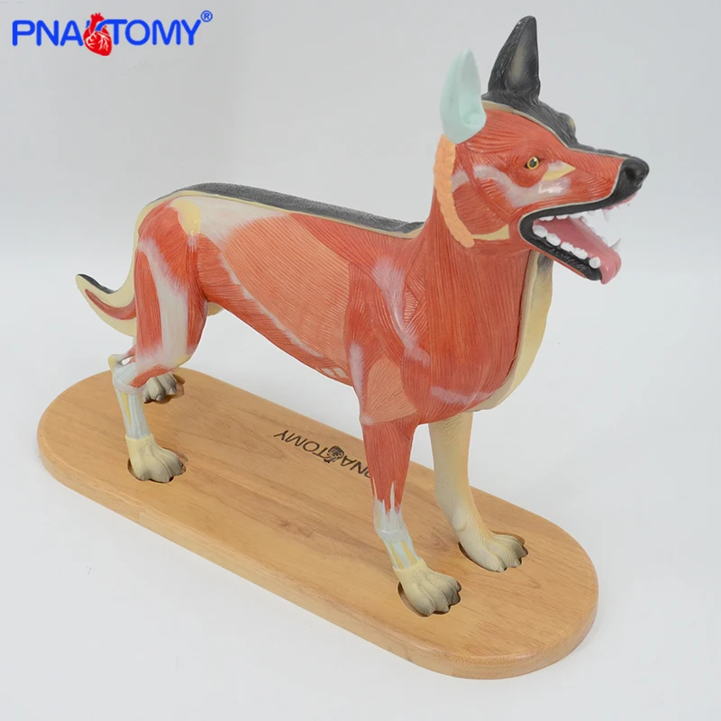 

Dog Anatomical Model Canine Skin Medical Science Veterinarian Used Animal Anatomy Models for Study and Demonstration Dog Heart