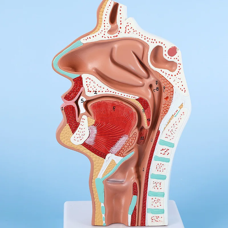 Head Anatomy Model Nasopharyngeal Model Side Vascular Nerve Model In The Mouth, Nose and Throat Nasal Cavity Anatomical Model