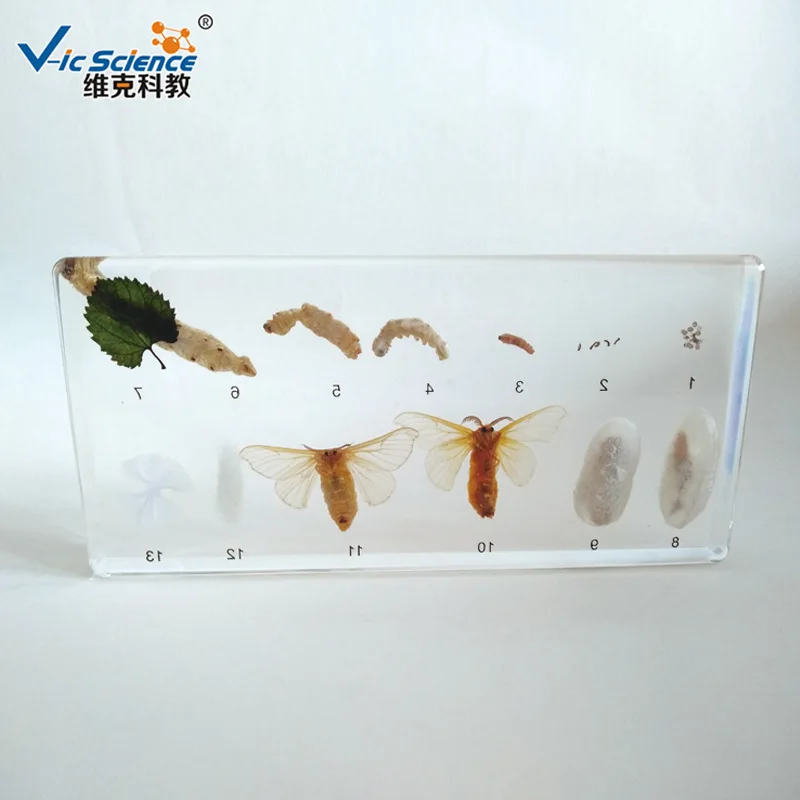 Life History of Silkworm Embedded Specimen Teaching Biology Specimen In Primary and Secondary Schools