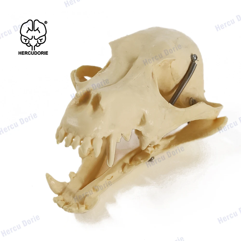 Dog Skeleton Model Education Model Canine Skeleton Standard Size Dog Display Lab Teach Veterinary Animals