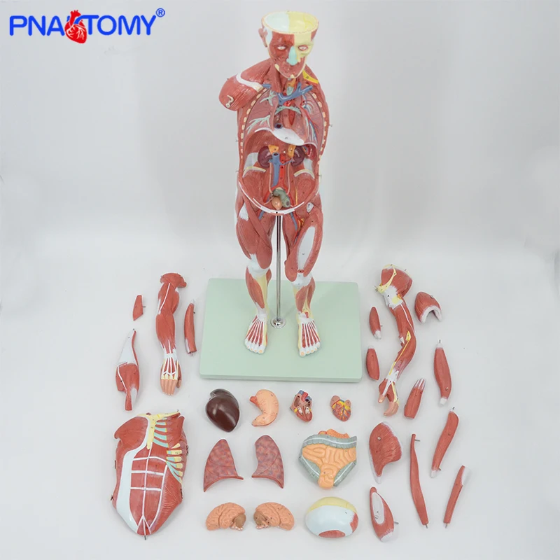 Figura muscular anatomia modelo 27 peças 78cm altura músculos humanos e ligamentos vasos sanguíneos e nervos anatômicos ferramenta de ensino