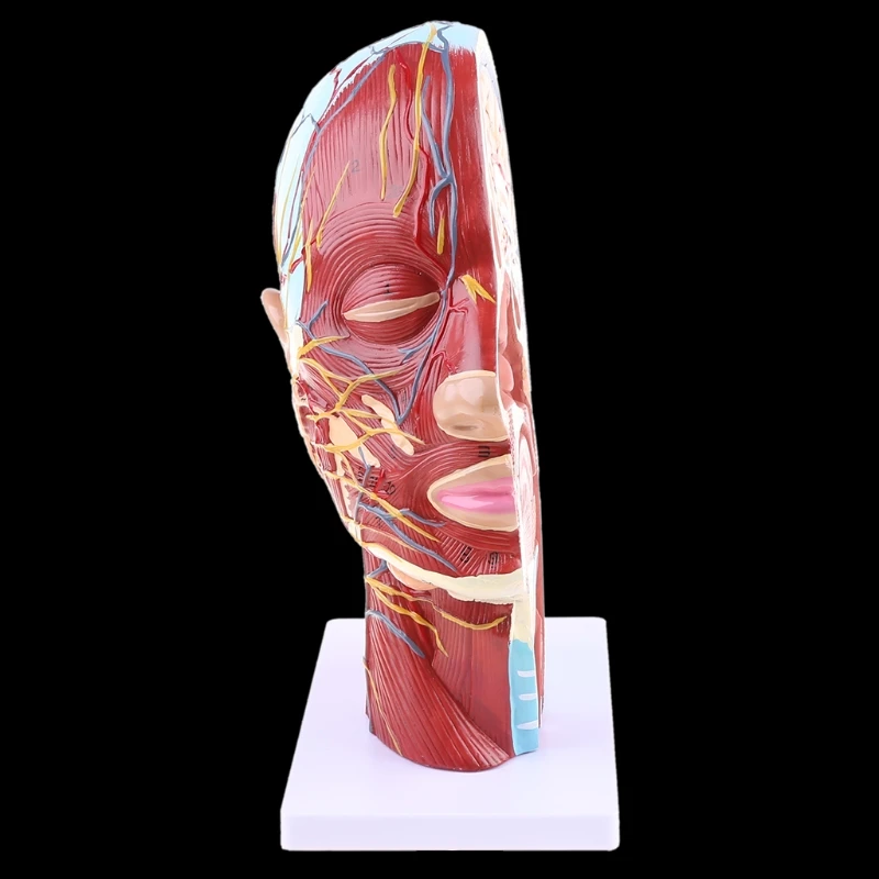 

Human Anatomical Half Head Face Anatomy Neck Section Study Model Nerve Blood Vessel For Teaching Dropshipping