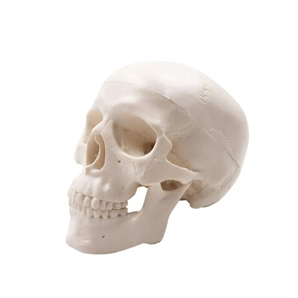 Mini Skull Model - Small Size Human Medical Anatomical Adult Head Bone for Education