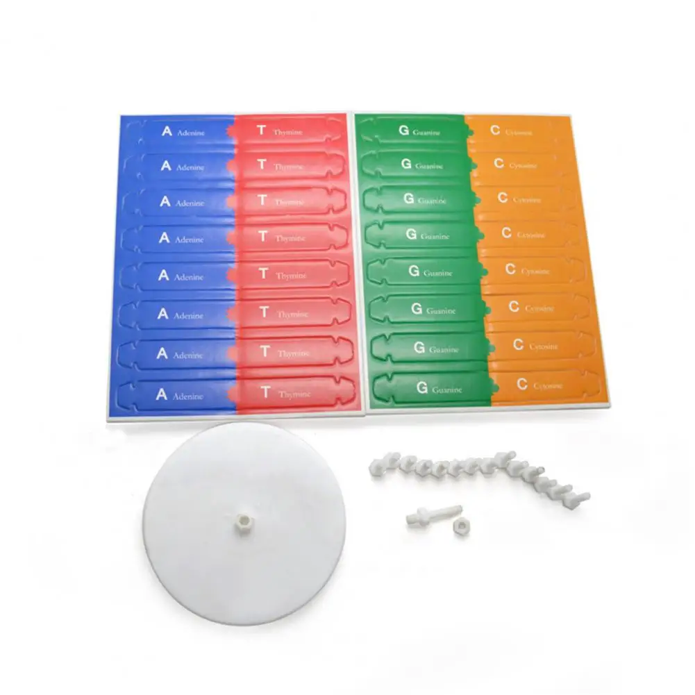 مزدوج اللولب DNA نموذج ثلاثية الأبعاد/هيكل كبير لعبة تعليمية اللولب المزدوج لتقوم بها بنفسك الجينات البشرية للعلوم البيولوجية لعبة تعليمية للأطفال #4