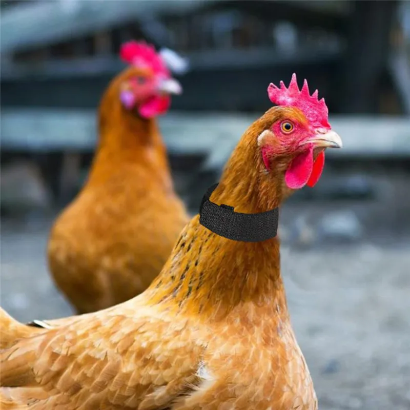 2PCS No Crow Rooster Collar Calopsita Collar For Chicken Noise Free Anti-Hook Neckband Cock Neck Collars Noise-Free Supplies