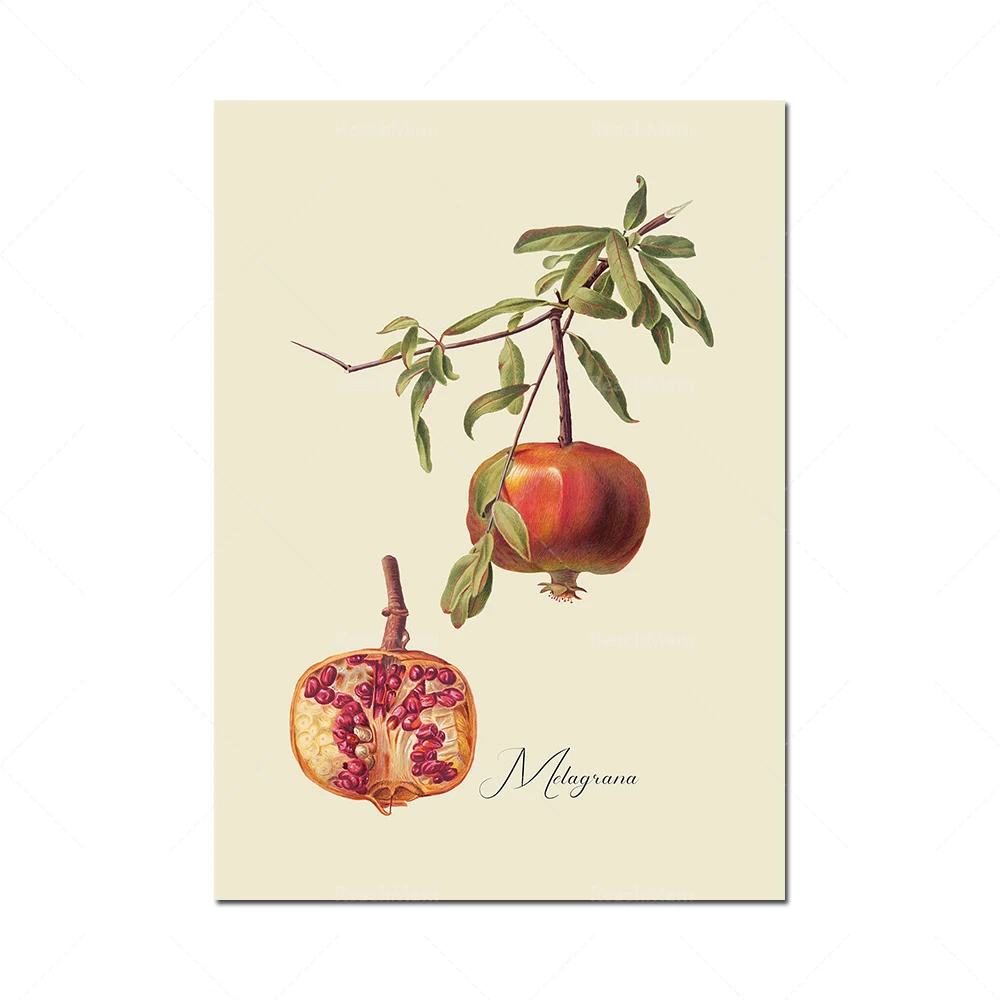 Vintage Italiano Fruit Wall Art, Pomegranate, Pears, Figs, and Grapes, Wine, Set of Four Fruit Botanical Prints, Giclée Prints,