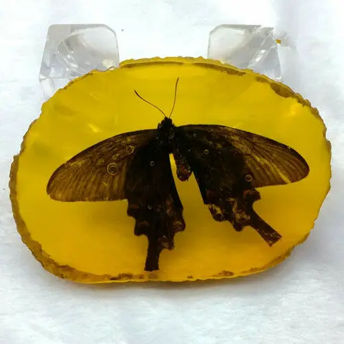 

Chinese Collectible Rare Amber Inner Inlay Butterfly True Insect Specimens Animal Statue Small Gift