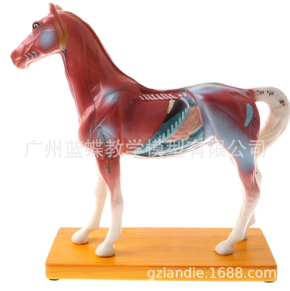 Veterinarian Horse Equine Acupuncture Model In Trauma Anatomy Skeleton Dental Anatomical Shadow Medical Training Manikins