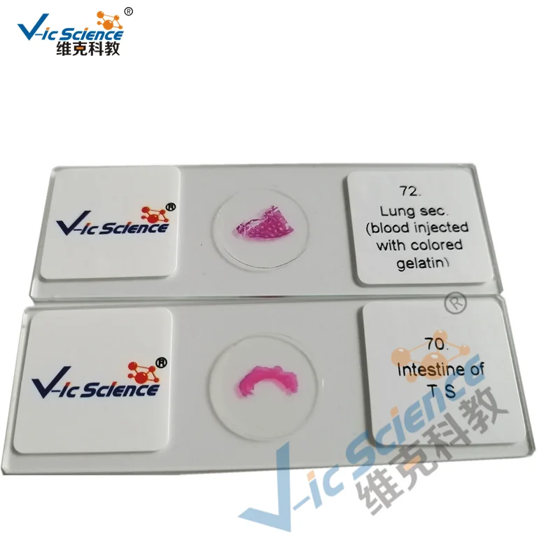 Conjunto educativo de 50 piezas,