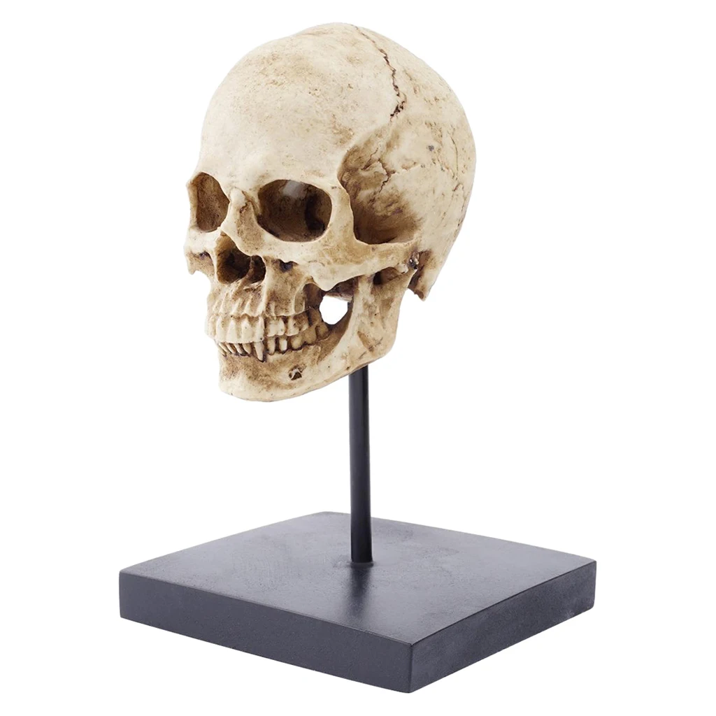 Resin Life Size 1:1 Replica Realistic Human Skull Gothic Party Desktop Decor