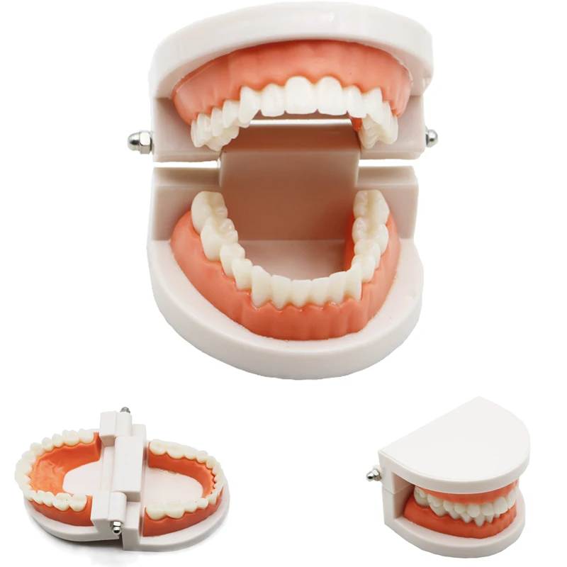 Teeth Model Dental lab products Standard Dental Teaching Study Typodont Demonstration Oral Medical Education 1:1 ratio tools