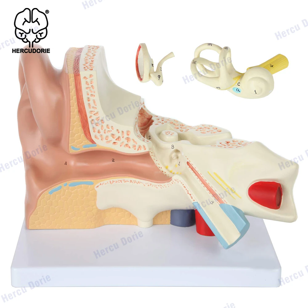 MonMed Human Ear Model Anatomy 3D Model of Ear Display Outer, Middle, Inner Ear Model with Base, 3pcs (2 Removable)