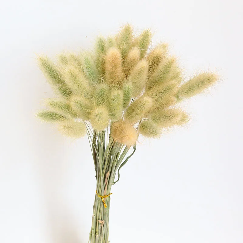 

Natural Dried Flowers Pampas Grain Bouquet Wheat Ears DIY Wedding Party Store Garden Decoration Christmas Craft Gift Dekoration