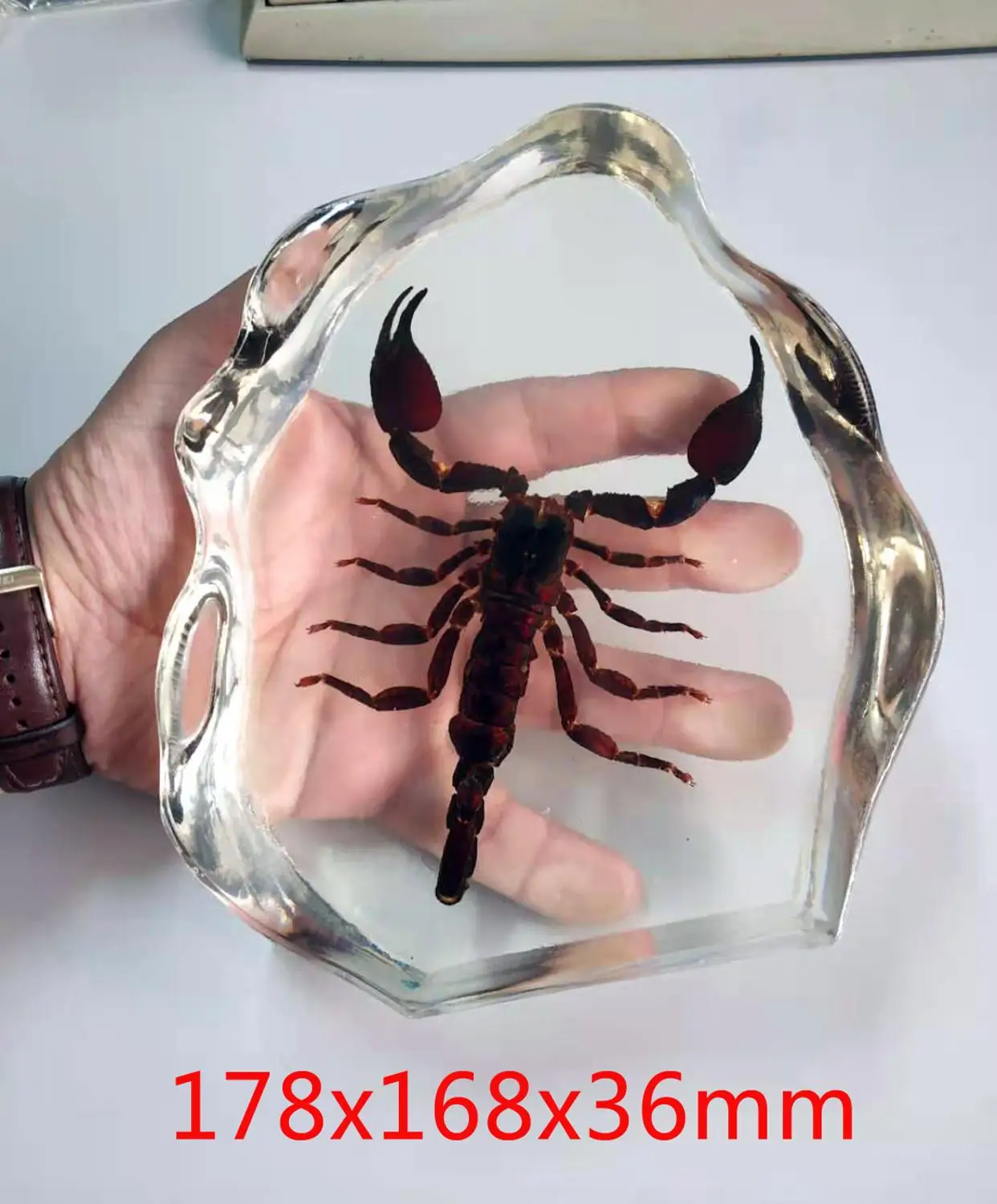 Black Scorpion Yellow Scorpion Resin whip scorpion amber true insect parts insect King Scorpion