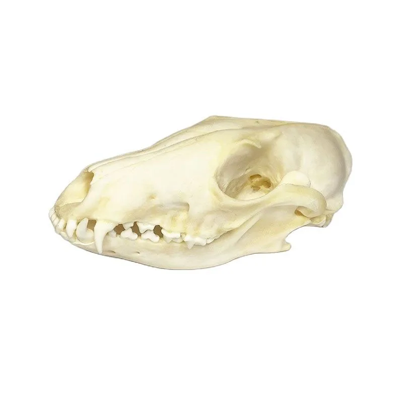 

Old Age Real Fox Skull Skull specimens Teaching Research, Skull Gift, Exquisite Animal Specimens