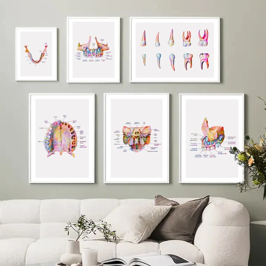 Teeth Anatomy Bone oral cavity Posters And Prints Medicine Wall Art Canvas Painting Wall Pictures For Hospital Clinic Room Decor