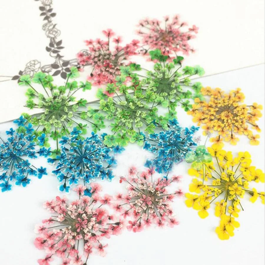 120pcs Pressed Dried Absorb Dyed Ammi Majus Flower Plants Herbarium For Jewelry Postcard Phone Case Photo Frame Making DIY