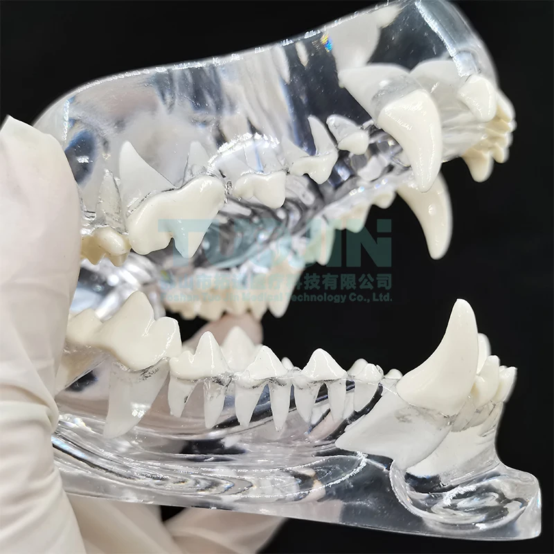 Modelo de dientes de resina transparente para perro y gato, dientes de animales dentales para educación, modelado Dental canino veterinario