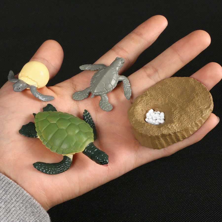 

Simulation Animals Growth Cycle Life Cycle of a Green Sea Turtle Figurines Model Action Figures Educational Kids Toys