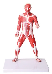 Human sports muscle human model human muscle model human superficial muscle anatomical model